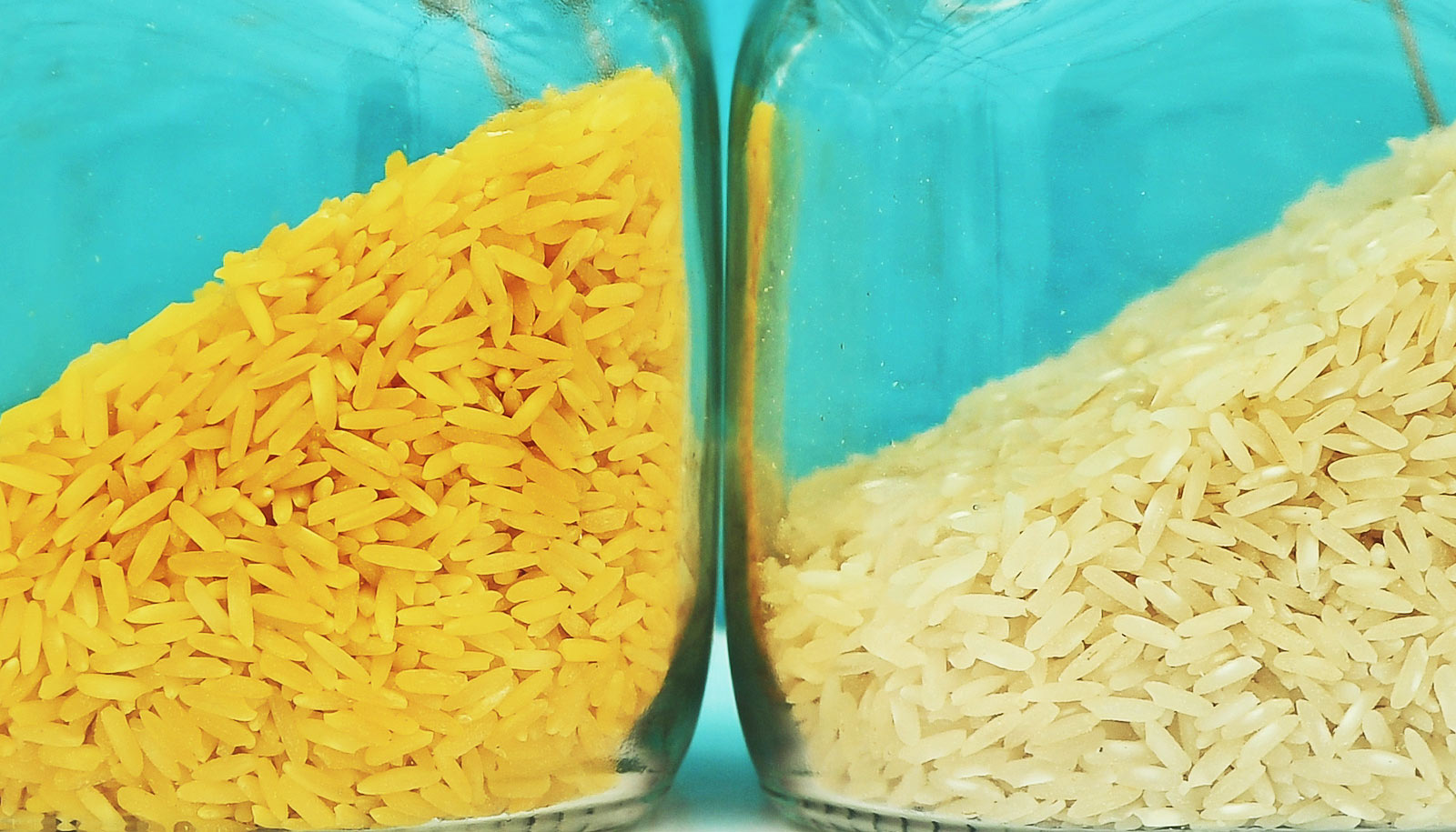 Guerra al Golden Rice